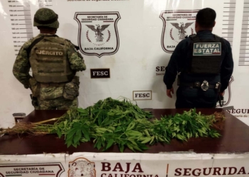 FESC UBICA PLANTíO DE MARIHUANA TRAS DENUNCIA ANóNIMA