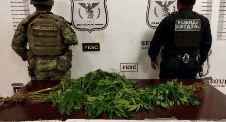 FESC ubica plantío de marihuana tras denuncia anónima