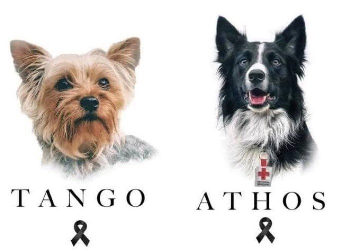 Condenan-sujeto-por-asesinar-perros-rescatistas-Athos-Tango