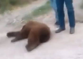 Profepa no encuentra cadáver del oso asesinado en Cumpas