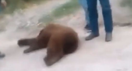 Profepa no encuentra cadáver del oso asesinado en Cumpas