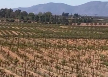 SMADS atiende rezago del manifiesto de impacto ambiental en Valle de Guadalupe