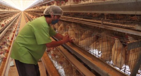 Detectan casos de influenza aviar en Sonora