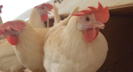 ¿La gripe aviar H5N1 puede contagiar humanos?