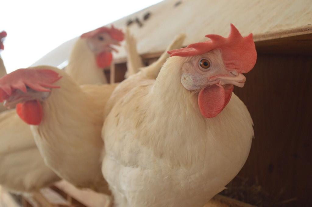 La-influenza-aviar-H5N1-puede-contagiar-humanos
