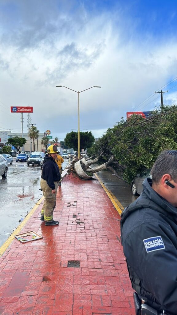 Bomberos atendió caída de árboles a causa de una lluvia torrencial repentina