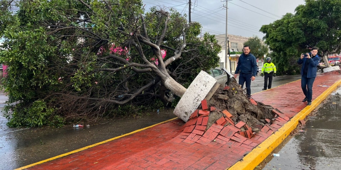 Bomberos atendió caída de árboles a causa de una lluvia torrencial repentina