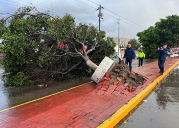 Bomberos atendió caída de árboles a causa de una lluvia torrencial repentina