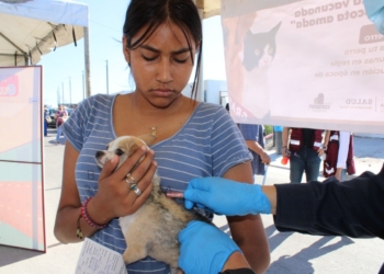 Autoridades llaman a acudir a cualquier hospital ante mordeduras de animales