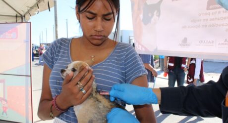 Autoridades llaman a acudir a cualquier hospital ante mordeduras de animales