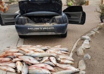 Asegura Semar desarticuló al cártel de la Totoaba