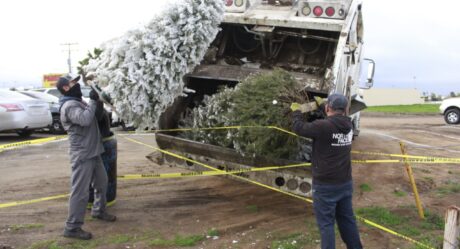 Continúa recepción de arbolitos navideños en centros de acopio municipales