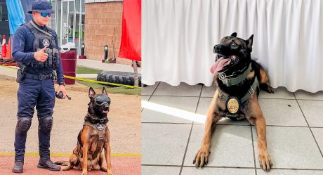 Boris, el agente canino determinante para la detención de presuntos asesinos de un policía