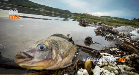 Mueren decenas de peces en La Presa