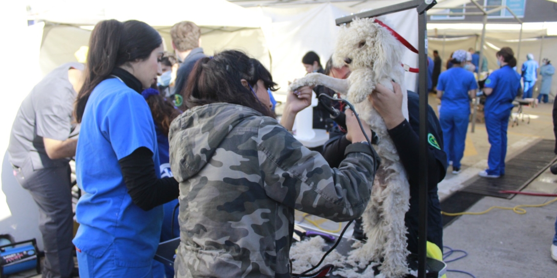 Habrá jornada de esterilización gratuita para perros y gatos en Rosarito