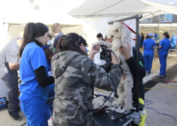 Habrá jornada de esterilización gratuita para perros y gatos en Rosarito