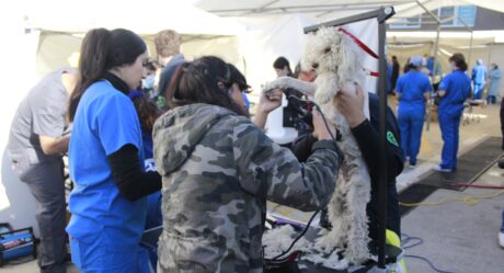 Habrá jornada de esterilización gratuita para perros y gatos en Rosarito