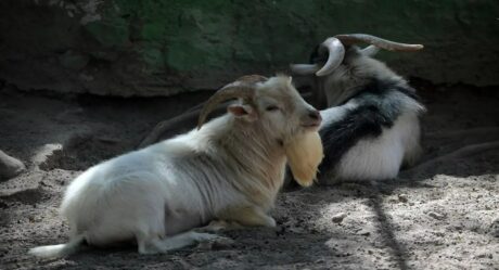 Cocinan cuatro cabras del Zoológico para fiesta de fin de año