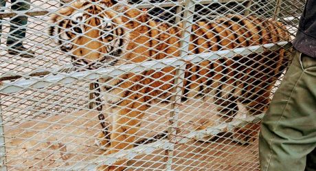 FGR rescata a un tigre de bengala abandonado