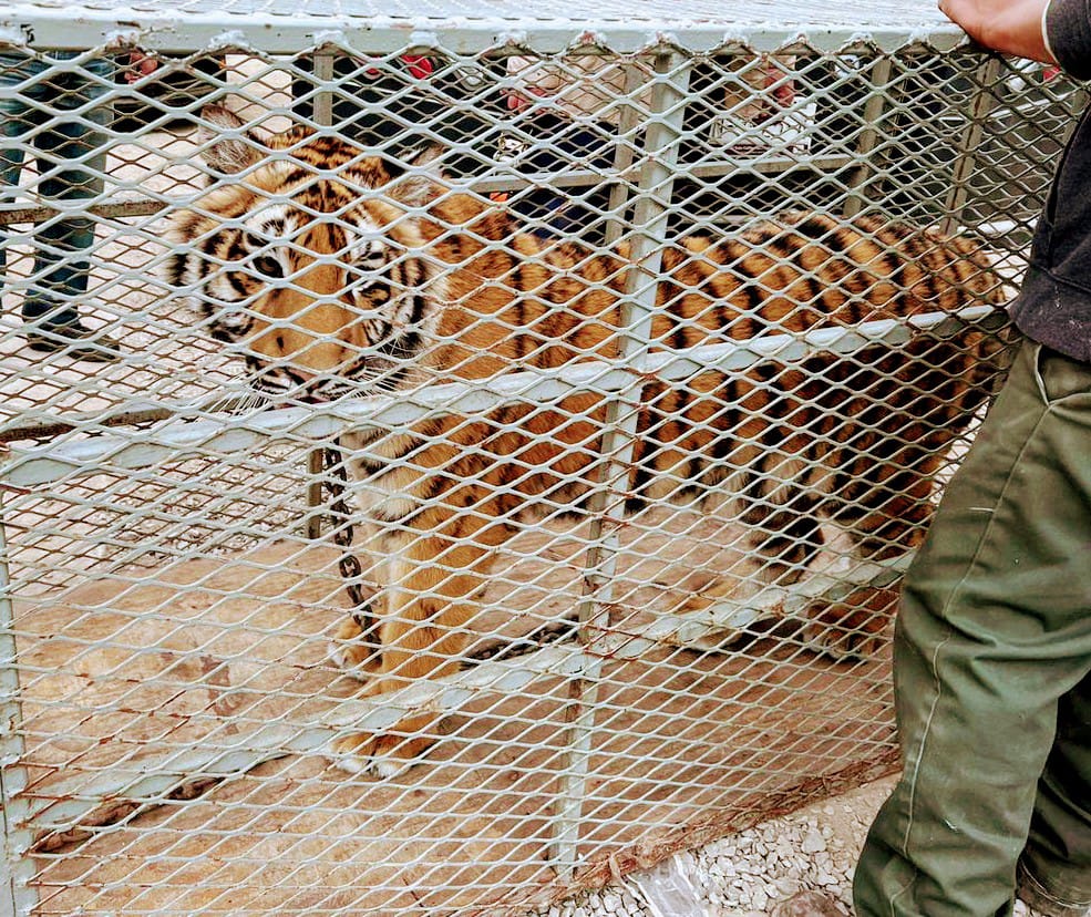 FGR-rescata-tigre-bengala-abandonado