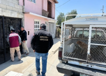 Ayuntamiento rescata docena de perros en condiciones precarias