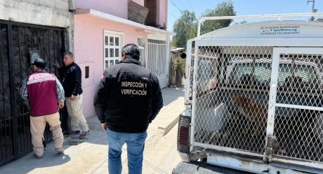 Ayuntamiento rescata docena de perros en condiciones precarias