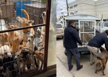 Ayuntamiento resguardó a más de 70 perros que estaban en condiciones de hacinamiento