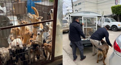 Ayuntamiento resguardó a más de 70 perros que estaban en condiciones de hacinamiento