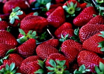 No hay evidencia de hepatitis C en fresas de Baja California: Senasica