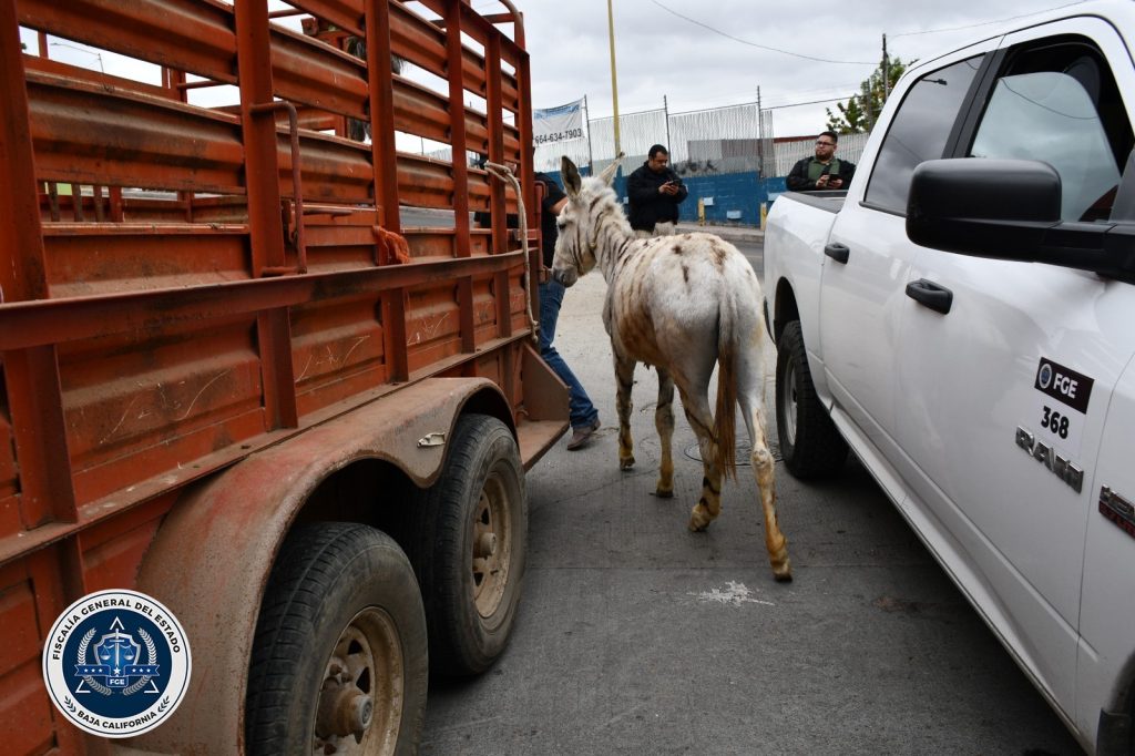 FGE rescata a cinco burras cebras tras cateo por maltrato animal