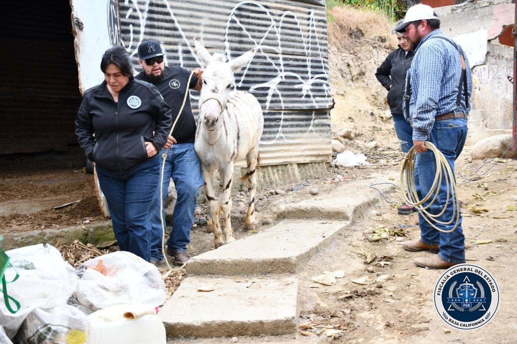 FGE rescata a cinco burras cebras tras cateo por maltrato animal