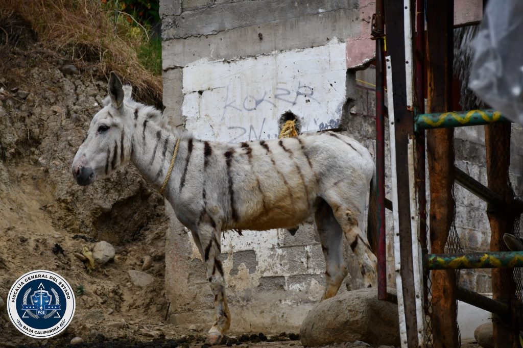 FGE-rescata-cinco-burras-cebras-tras-cateo-maltrato-animal