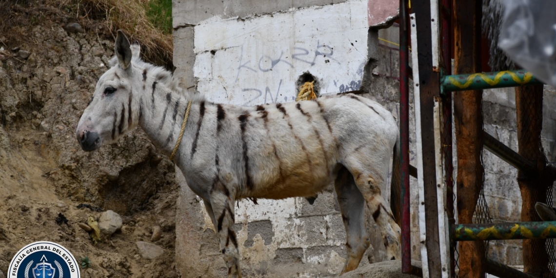 FGE rescata a cinco burras cebras tras cateo por maltrato animal