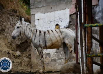 FGE rescata a cinco burras cebras tras cateo por maltrato animal