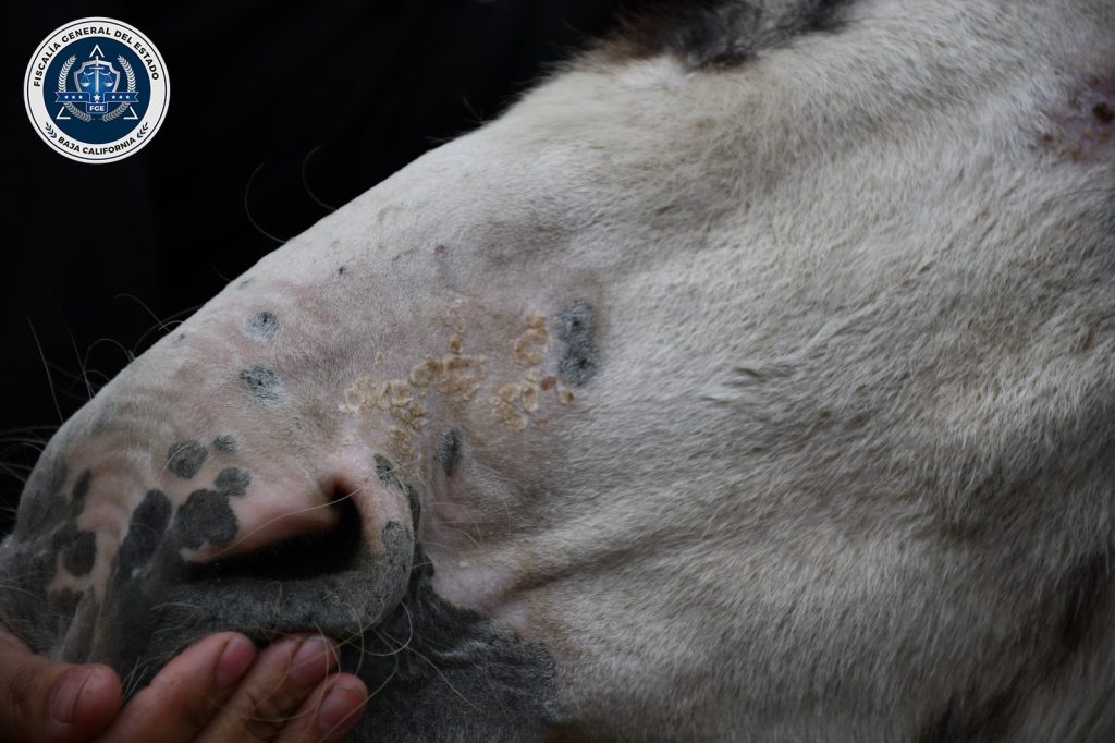 FGE rescata a cinco burras cebras tras cateo por maltrato animal