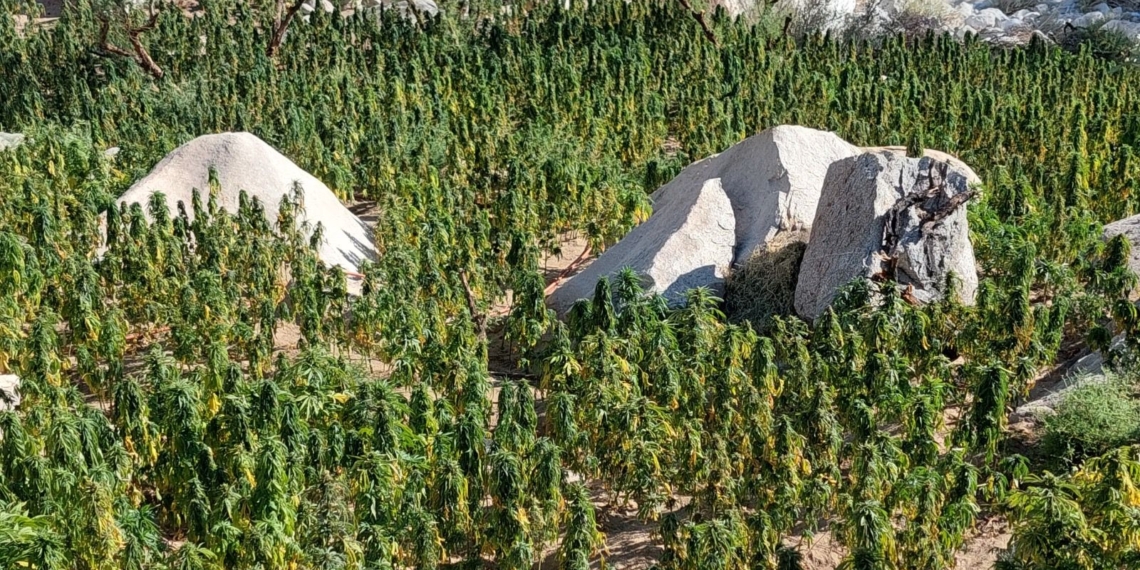 FESC y Sedena hallan y destruyen más de 1 millón de plantas de marihuana