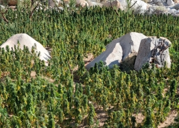 FESC y Sedena hallan y destruyen más de 1 millón de plantas de marihuana