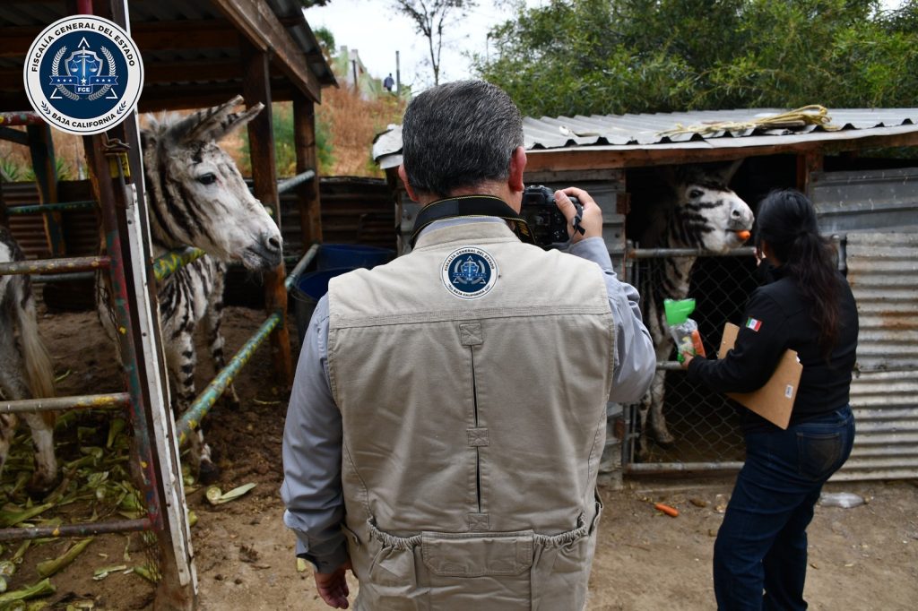 FGE rescata a cinco burras cebras tras cateo por maltrato animal