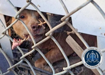 FGE rescata a varios animales tras cateo y detuvo una persona