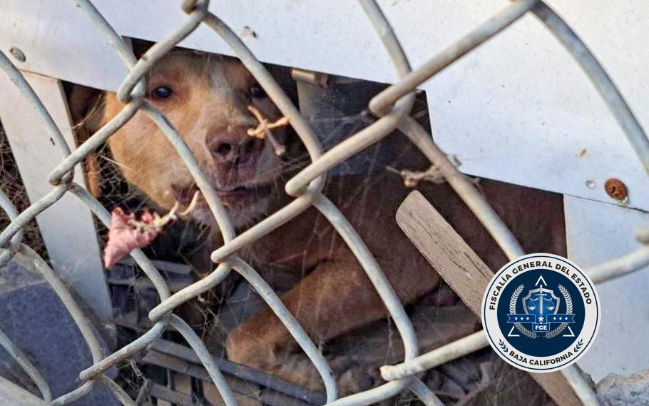 FGE-rescata-varios-animales-tras-cateo-detuvo-una-persona