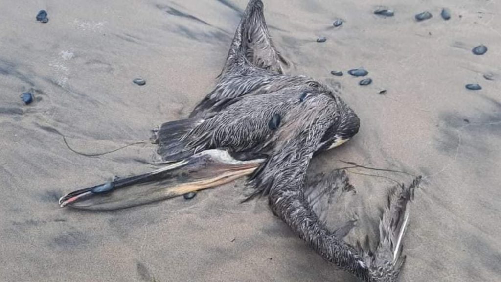 Alertan-Rosarito-mortandad-aves-las-Playas