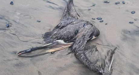 Alertan en Rosarito por mortandad de aves en las Playas