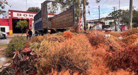 Ayuntamiento de Tijuana concluyó campaña de acopio de árboles navideños