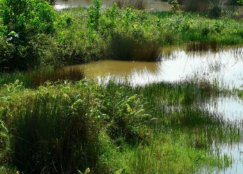 Estero de Imperial Beach, podría ser caso de estudio de antropología social