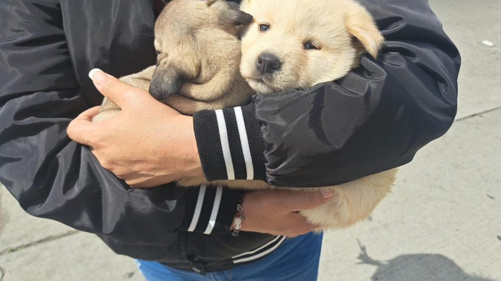 Ayuntamiento-Tijuana-exhorta-denunciar-venta-ilegal-mascotas