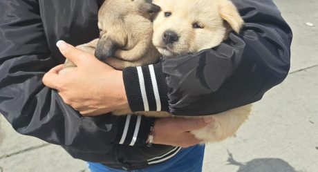 Ayuntamiento de Tijuana exhorta a denunciar venta ilegal de mascotas