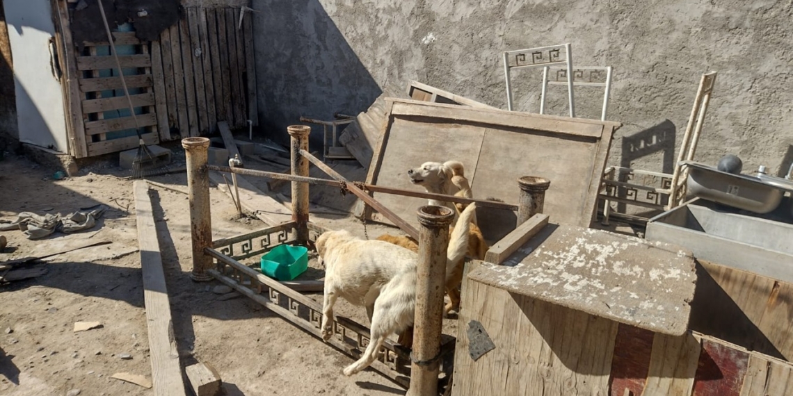 Rescatan a cinco perros tras cateo por maltrato