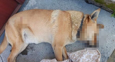 Asesinan a perrita Nala con fusil de postas