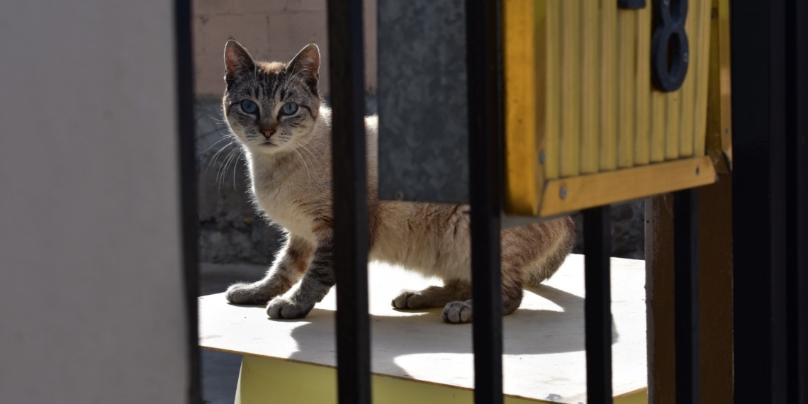 Protección Civil Tijuana ofrece etiqueta para ayudar a mascotas en caso de emergencia