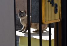 Proteccion-Civil-Tijuana-ofrece-etiqueta-ayudar-mascotas-caso-emergencia